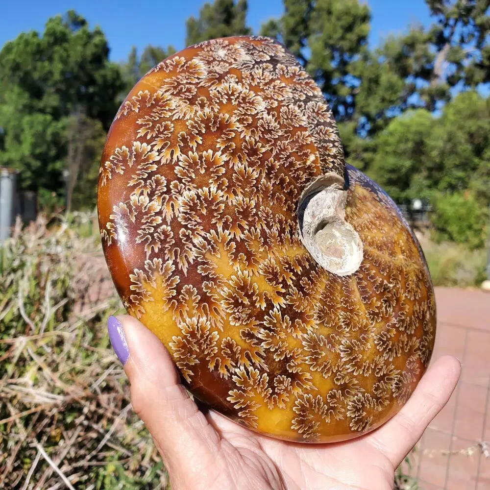Large Cleoniceras Ammonite Masterfully Polished Fossil 1070 grams